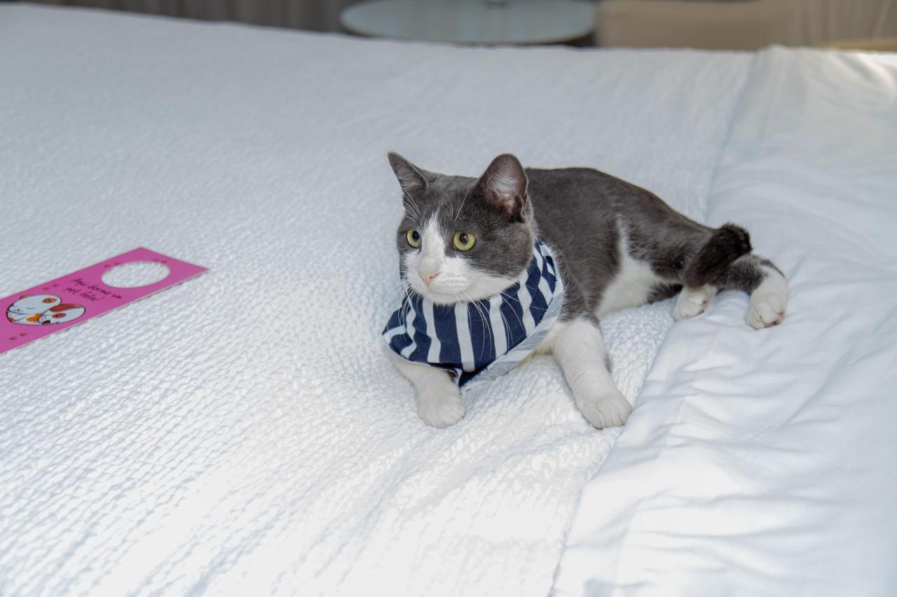 Hotel Radisson Rio De Janeiro Barra Esterno foto A cat wearing a buster collar